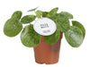 Pilea Mojito