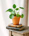 Pilea Mojito