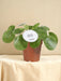 Pilea Mojito