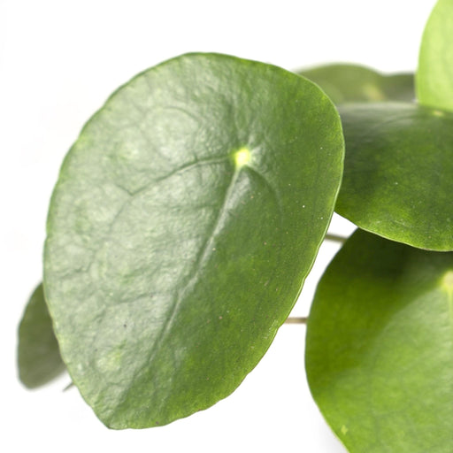 Pilea Peperomiodes H20.0Cm