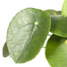 Pilea Peperomiodes H20.0Cm