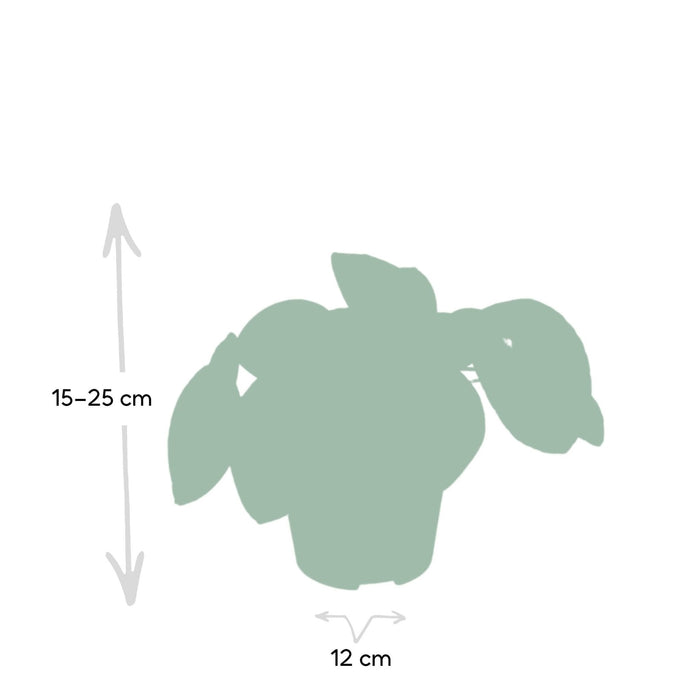 Pilea Peperomiodes H20.0Cm