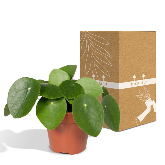 Pilea Peperomiodes H20.0Cm