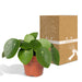 Pilea Peperomiodes H20.0Cm