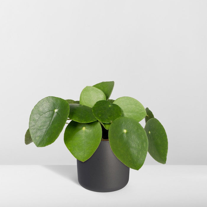 Pilea Peperomiodes H20.0Cm