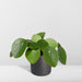 Pilea Peperomiodes H20.0Cm
