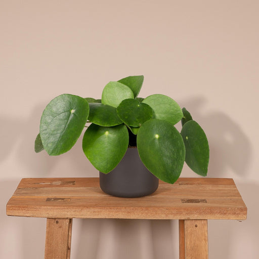 Pilea Peperomiodes H20.0Cm