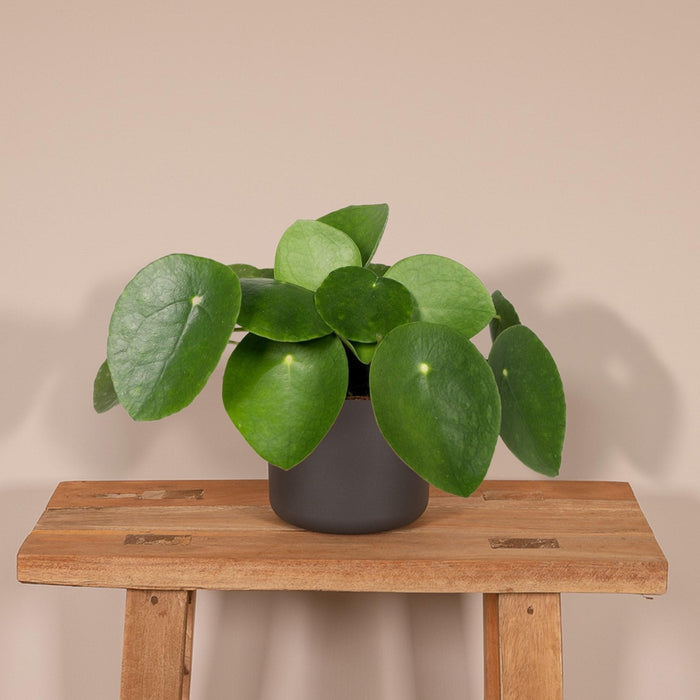 Pilea Peperomiodes H20.0Cm