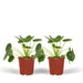 Pilea Peperomiodes - Sæt Med 2