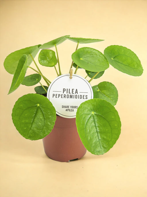 Pilea Peperomioides