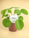 Pilea Peperomioides