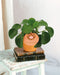 Pilea Peperomioides