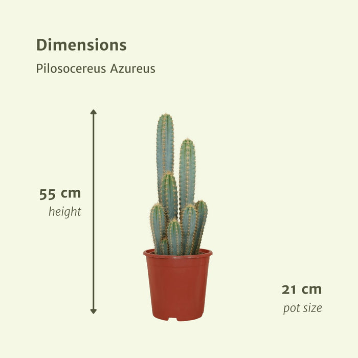 Pilosocereus Azureus - Indendørs Kaktus
