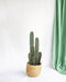 Pilosocereus Azureus - Indendørs Kaktus