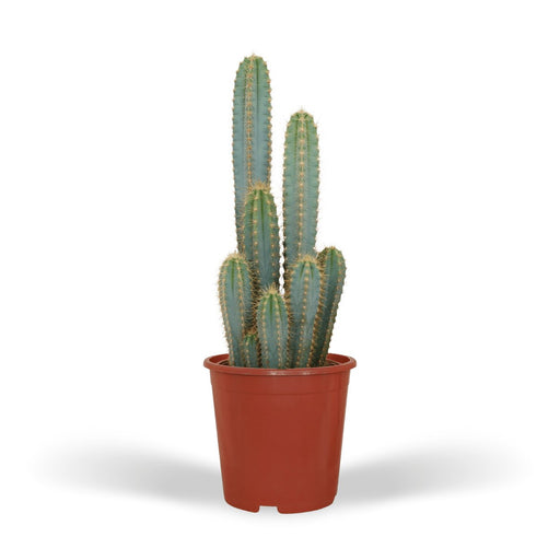 Pilosocereus Azureus - Indendørs Kaktus