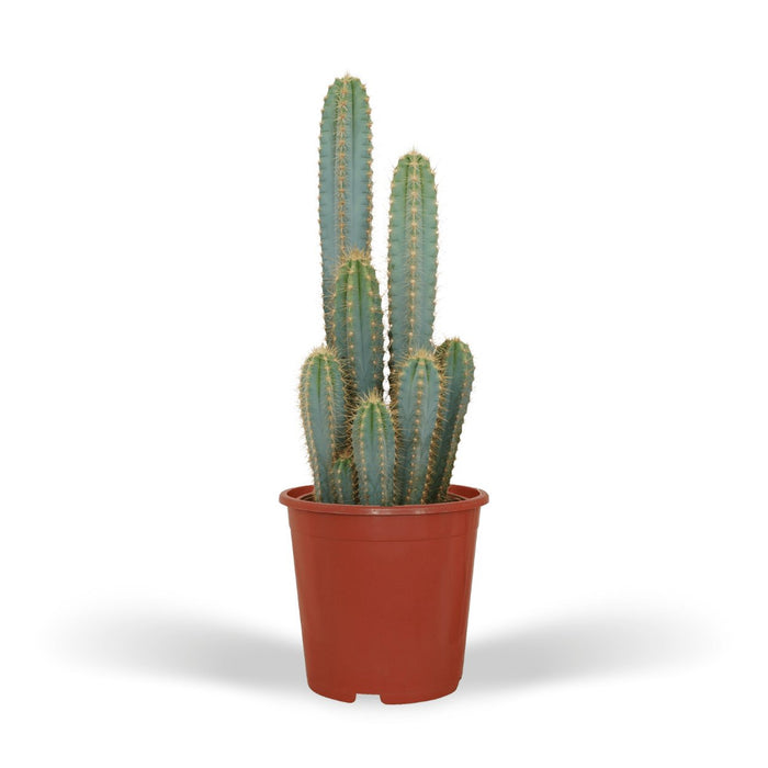 Pilosocereus Azureus - Indendørs Kaktus
