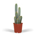Pilosocereus Azureus - Indendørs Kaktus