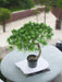 Fyrretræ - Kunstig Bonsai