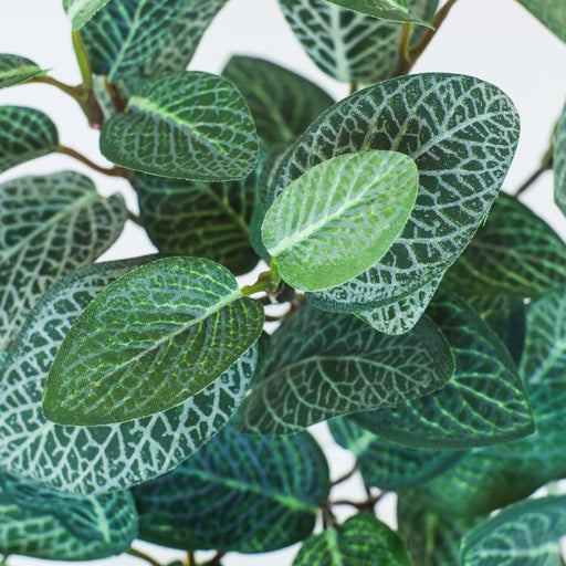 Fittonia Kunstig Pæl Indendørs 29 Cm Grøn