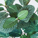 Fittonia Kunstig Pæl Indendørs 29 Cm Grøn