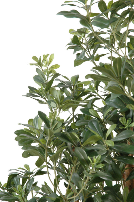 Kunstig Pittosporum 150 Cm Til Indendørs