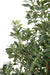 Kunstig Pittosporum 150 Cm Til Indendørs