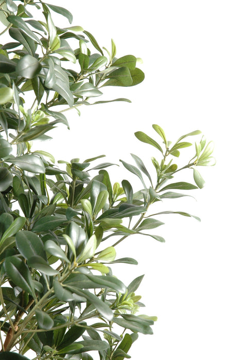 Kunstig Pittosporum 150 Cm Til Indendørs