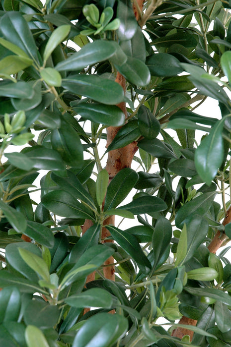 Kunstig Pittosporum 150 Cm Til Indendørs