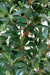 Kunstig Pittosporum 150 Cm Til Indendørs