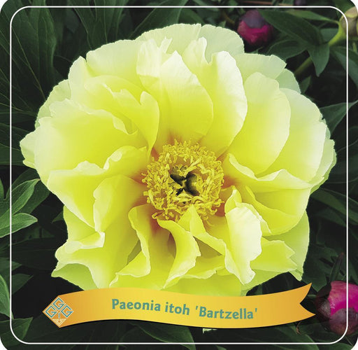 Pæon 'Bartzella' Gul