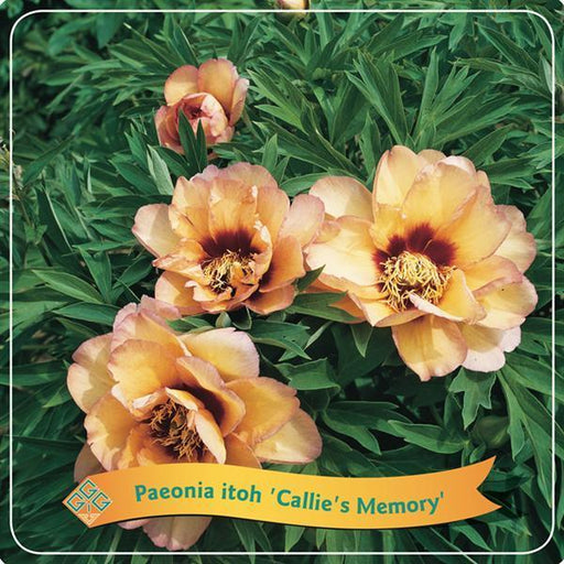 Peony 'Callie'S Memory' Coral