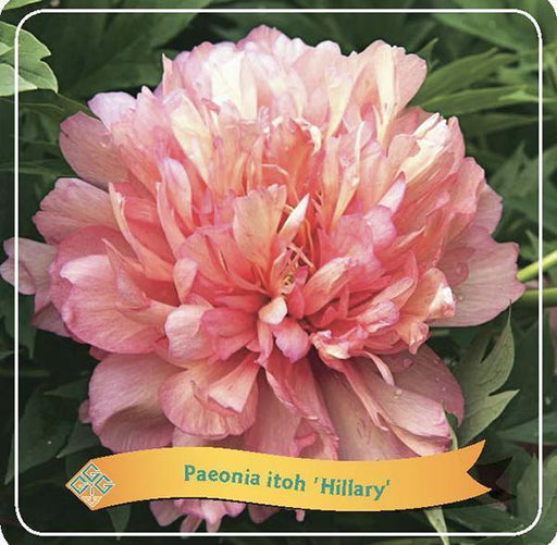 Peony 'Hillary' Pastel Pink