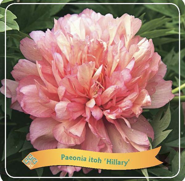 Peony 'Hillary' Pastel Pink