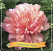 Peony 'Hillary' Pastel Pink