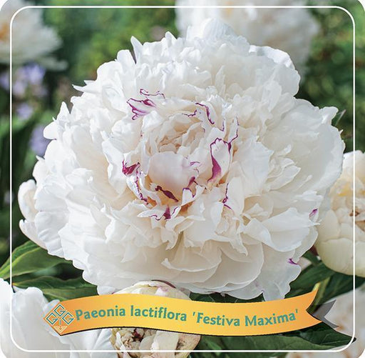 Pæon Lactiflora 'Festiva Maxima' Hvid