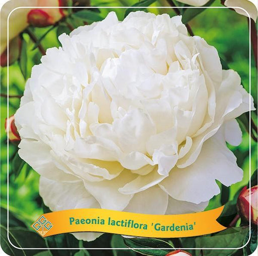 Pæon Lactiflora 'Gardenia' Hvid