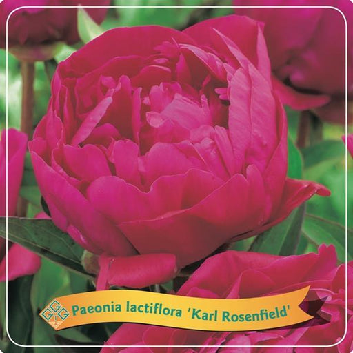 Peony Lactiflora 'Karl Rosenfield' Fuscia