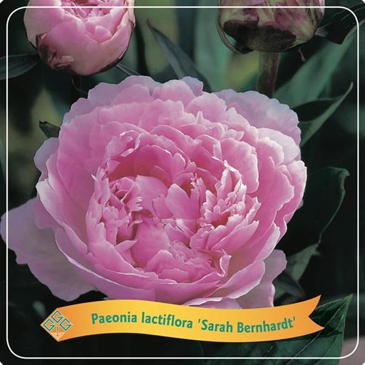 Peony Lactiflora 'Sarah Bernhardt' Pink