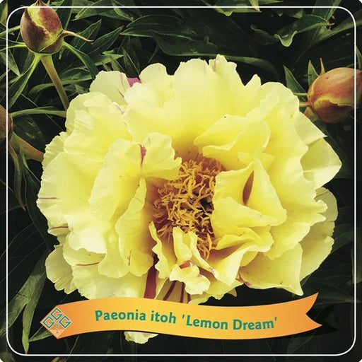 Pæon 'Lemon Dream' Gul