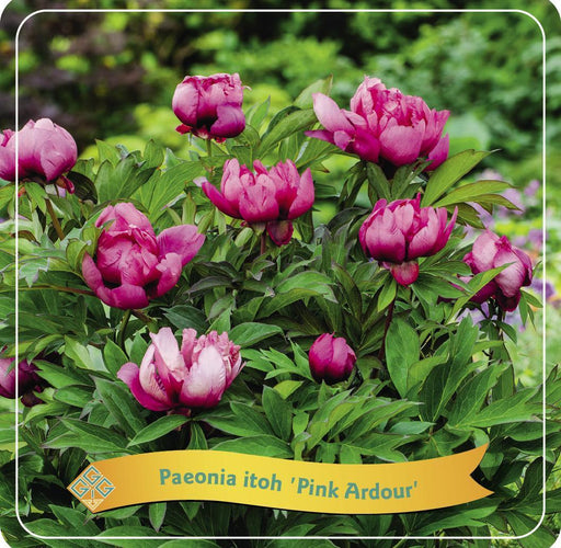 Pæon 'Pink Ardor' Pink
