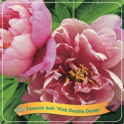 Pæon 'Pink Double Dandy' Pink