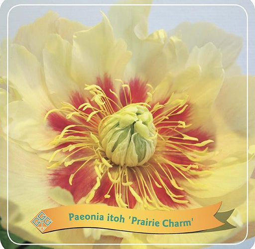Pæon 'Prairie Charm' Gul