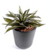 Indendørs Kunstig Agaveplante 24 Cm Grøn