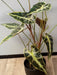 Kunstig Alocasia Plante H.75 Cm I Sort Potte