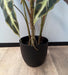 Kunstig Alocasia Plante H.75 Cm I Sort Potte
