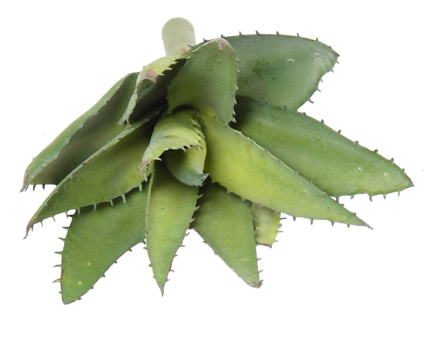 Kunstig Aloevera Plante I Sting 26 Cm