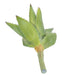 Kunstig Aloevera Plante I Sting 26 Cm