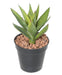 Kunstig Aloevera Plante I Sting 26 Cm