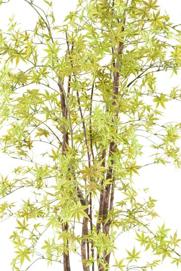 Kunstig Aralia Plante 180Cm Til Indendørs Udendørs