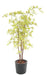 Kunstig Aralia Plante 180Cm Til Indendørs Udendørs